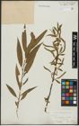 Foto von Salix alba L. x Salix fragilis L.
